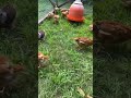 How I easily move our chicken tractor daily