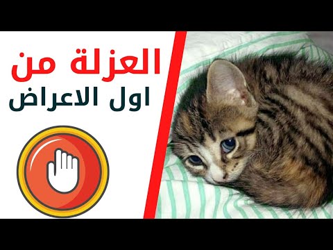 فيديو: أعراض فيروس المعدة في الكلب