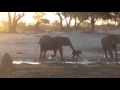 An elephant baby isn't done with a mud bath