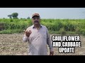 Cauliflower Germination After Direct Seeding | Cabbage Crop Excellent Field Results