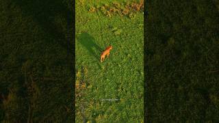 Drone shot of a big male tiger in Shuklaphanta national park #Nepal
