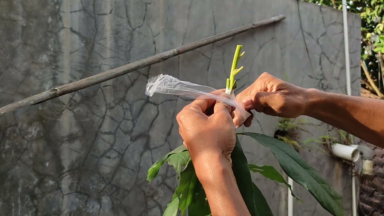 Sambung pucuk alpukat agar cepat berbuah