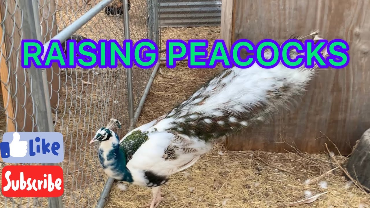 PEACOCKS, discussing raising, and general care