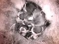 Birdcam_2010-05-08_19-12-32.avi