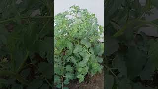 THE PROGRESS ON MY TOMATOS PLANT #tomato #tomatoplantcare #tomatoplanting  #garden #summerplant