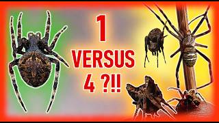 Black Orb Weaver Takes On 4 Opponents In One Battle
