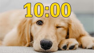 10 Minute Golden Retriever Puppy Dog Countdown Timer Wealth
