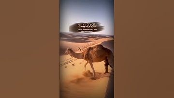 ﴿ أفلَا ينظرُون الى الإبلِ كيفَ خُلقت ﴾ سوره الغاشيه #عبدالباسط