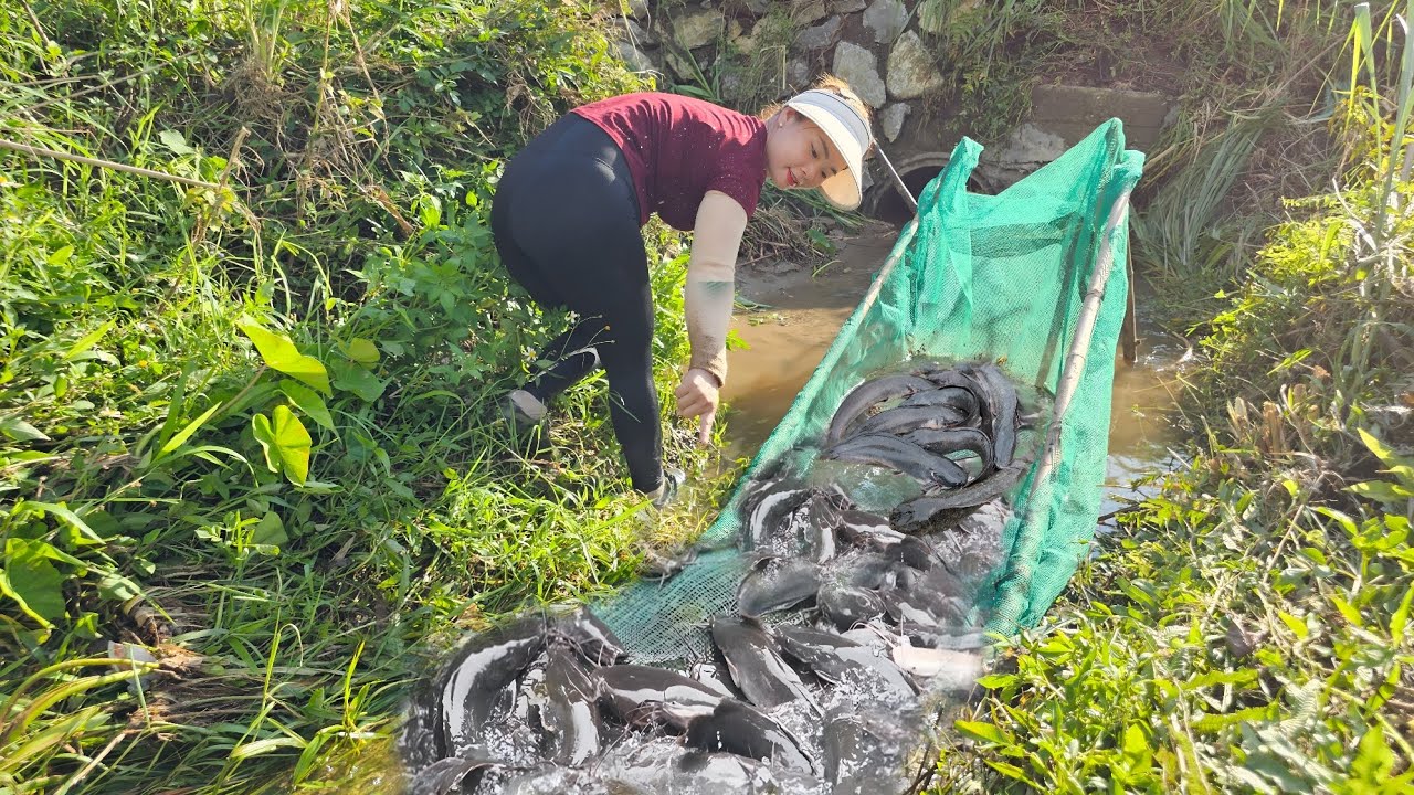 The lucky girl caught 15kg of big fish thanks to the simple blue net ...