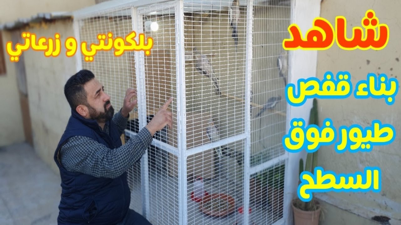 Посмотрите на мой балкон, мои растения и мой дом. Я сделал клетку и домик на крыше для птиц.