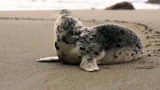 SEAL Sound Effect #soundfx #soundeffects #animalsounds #sealsounds