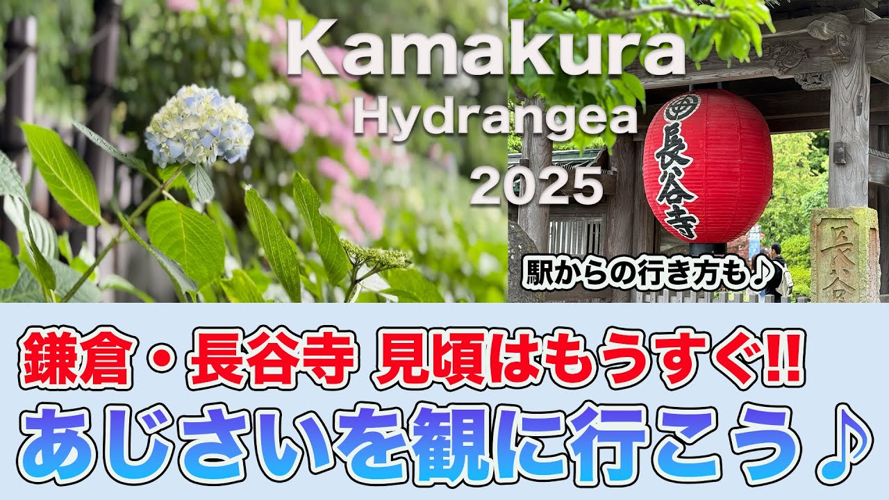 もうすぐ見頃】鎌倉・長谷寺の紫陽花 〜おしゃれに撮る方法も解説