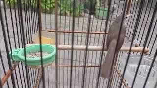 ciwah compeny ngebren rrrrrr masteran  kekinian #ngebren #ciblek #ciblekmania #kicaumaniaindonesia