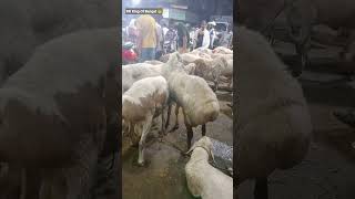 TURKEY DUMBA 😱 ZAKARIA STREET BAKRA MANDI FIRST TOUR 💞#shortsviral#trending #kolkata#youtubeshorts