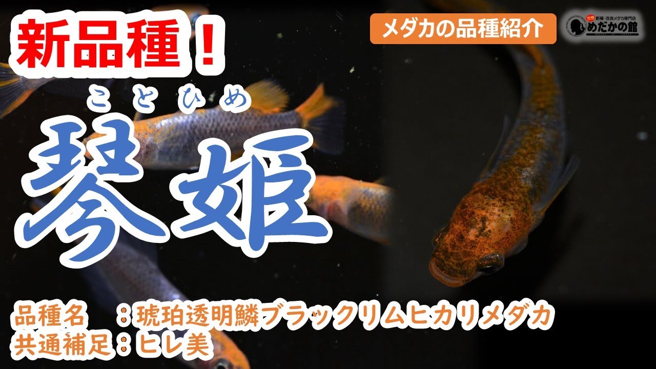 年新品種 琴姫 ことひめ の紹介 琥珀透明鱗ブラックリムヒカリメダカ Youtube 年新品種 琴姫 ことひめ の紹介 琥珀透明鱗ブラックリムヒカリメダカ Youtube