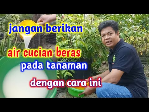 Video: Mengapa menyemprot tanaman dengan air?