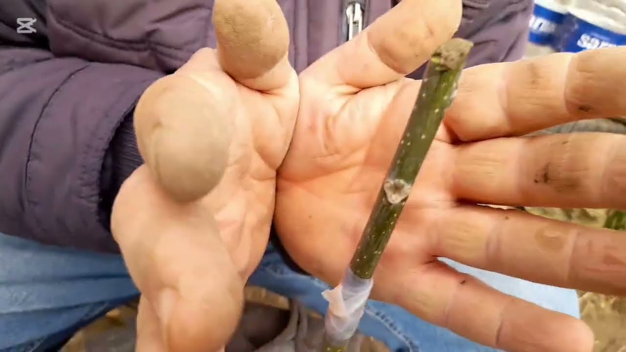 Cevizaşısı #dilciklicevizaşısı nasıl yapılır basit tekniği #ceviz #fidan #meyvafidanı 545