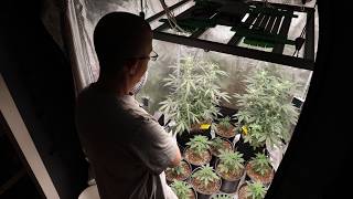 How To Grow Autos w/Dr Earth Day 46 | Clones- Day 20F | Marshydro FC4800 Bridgelux 3030