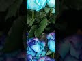 Unveiling the Enigma of the Rare Blue Rose: Perfect Elegance in Nature's True Rarity!