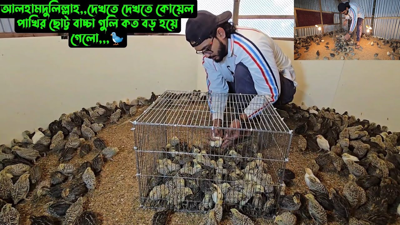 আলহামদুলিল্লাহ,,দেখতে দেখতে কোয়েল পাখির ছোট্ট বাচ্চা গুলি কত বড় হয়ে গেলো,,,🐦