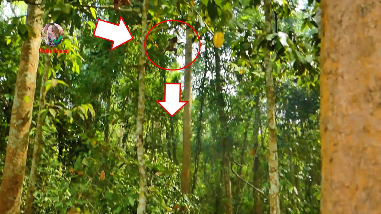oh-my-god-baby-addie-fall-down-from-trees-youtube