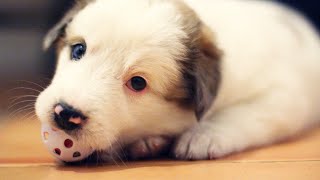 TOP 10 videos of Cute Puppy Baby Dog playing with toys|Compilations|Милые щенята играют с игрушками.