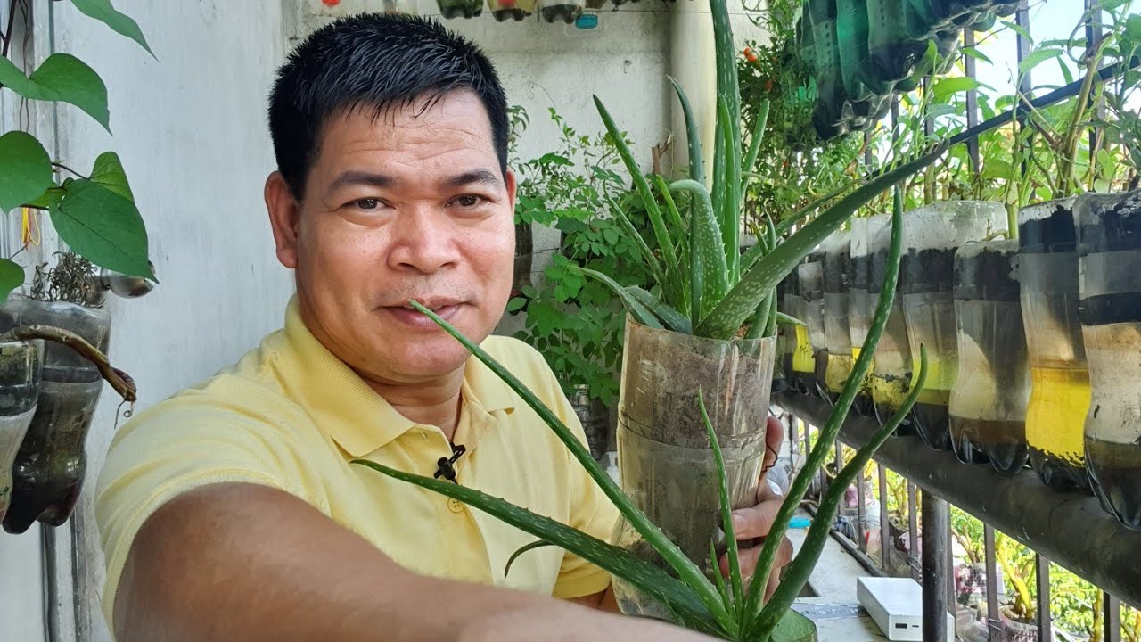 HOW TO USE ALOE VERA AS EFFECTIVE FERTILIZER & INSECTICIDE