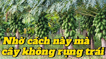 EP 186 : Mẹo giúp cây không rụng trái , bí quyết giúp cây đu đủ 1 tháng trái quằn cây.