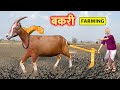 विशाल बकरी की खेती Giant Goat Farming Funny Comedy Video Hindi Short Movie Must Watch New Comedy