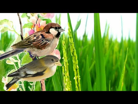 Cara efektif mengusir burung pipit 