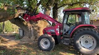 Grand Champion tree is falling!