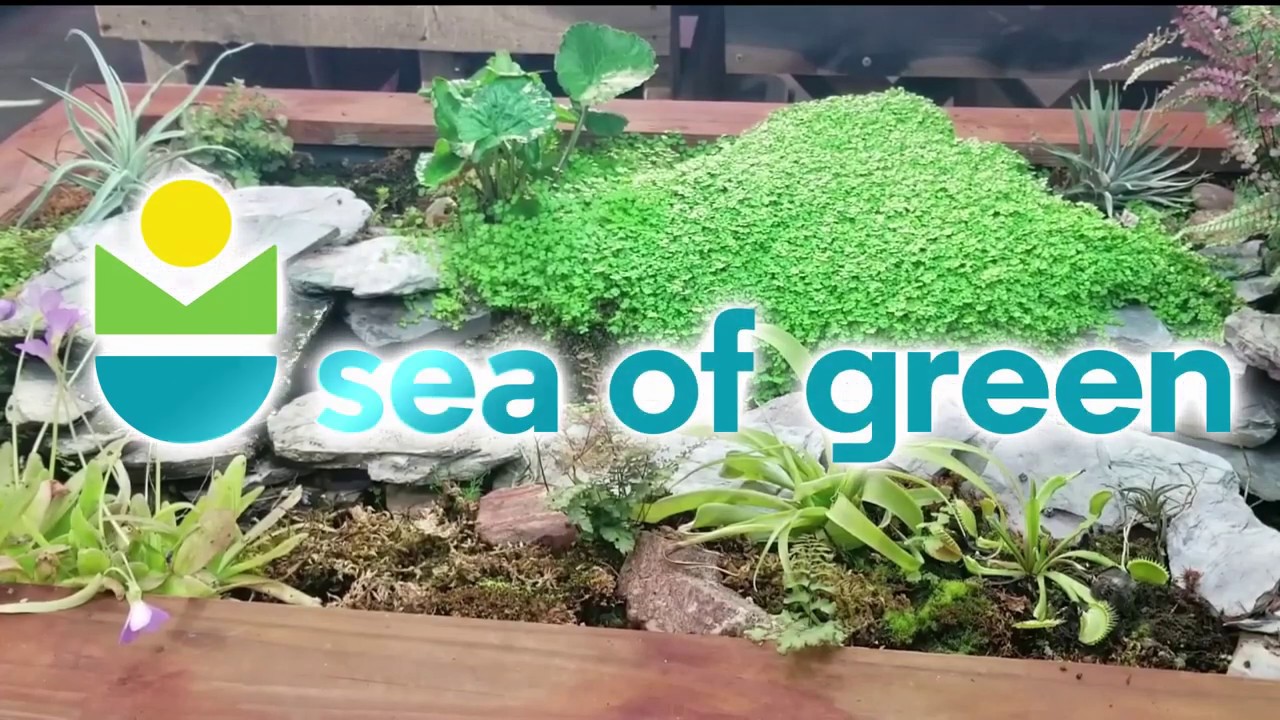 Sea Of Green Commercial
