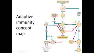 Lecture 8 part 6: adaptive immunity: the big picture