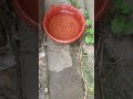 밥주는 아이들 손태우지마세요.아주 위험한 행동입니다. 야성을가져야 안전합니다. 그리고 중성화는 필수입니다.