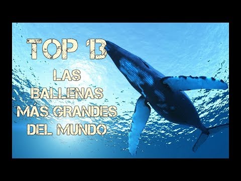 TOP 13 || LAS ESPECIES DE BALLENA MÁS GRANDES DEL MUNDO