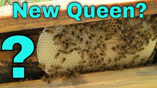 💥Mating Nuc Yard Problems!!! - VSH Queens