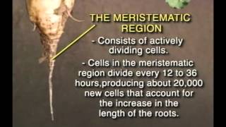 Roots and Stem