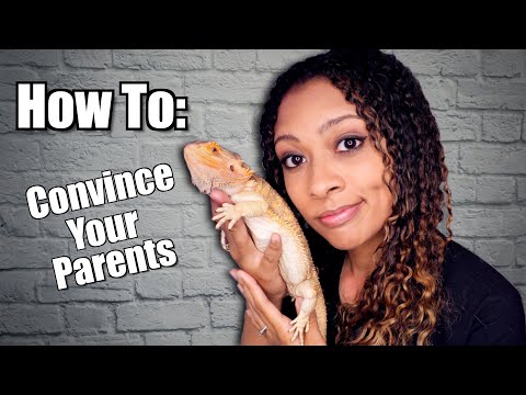 Video: Cum să-i convingeți pe părinți să vă lase să aveți o șopârlă de companie