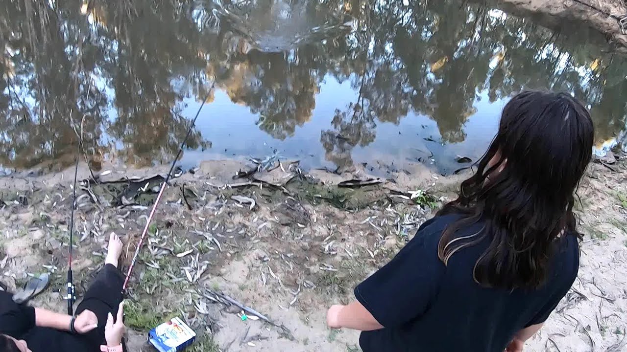 Murray cod fishing with chicken nuggets