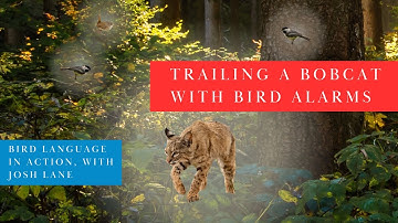 Bird Language in Action: Trailing a Bobcat with Bird Alarms, with Josh Lane