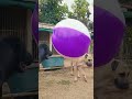 #doglife #dogtraining