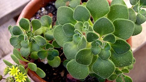 Уход за аихризоном в домашних условиях, обрезка комнатного цветка, как поливать дерево любви?