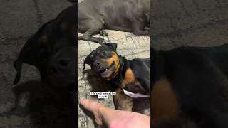 Playing with Zuko the Rottie#dogsofyoutube #dogs #dogshorts #trendingshorts #funny #rottweiler