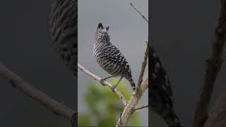 Barred Antshrike #shorts @Birdfun