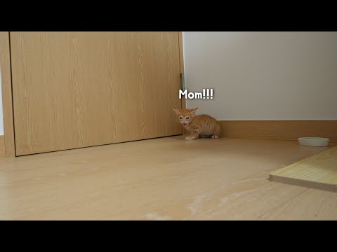 When I Left, My Kitten&amp;#39;s Waiting In <strong>Front</strong> of the <strong>Door</strong> Crying