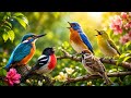 Beautiful Birds Sounds for Meditation, Sleep & Stress Relief | 4K Nature Ambience