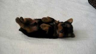 Yorkie Puppies 4 weeks old