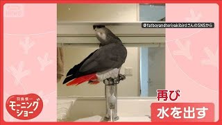 「止めさせない！」蛇口をクイッ　器用に水を出すヨウムさん　なぜ水を出し続けるの？【羽鳥慎一モーニングショー】(2025年7月18日)