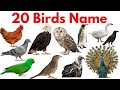 20 पक्षियों के नाम सीखें बच्चों के लिए | Learn 20 Bird Names for Kids with Pictures