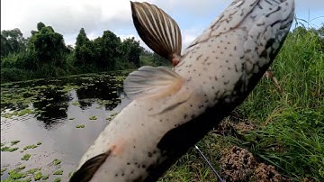 Câu cá lóc U Minh Thượng.  Cú táp hung bạo